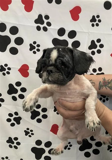 A baby medium-sized male Mixed Breed dog named Wilbur for adoption in Dallas, TX