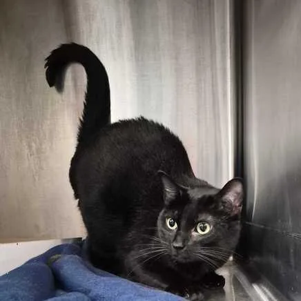 An adult large-sized female Black Domestic Short Hair cat named Clover for adoption in Davenport, IA