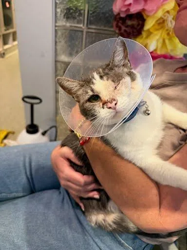 An adult medium-sized female Domestic Short Hair cat named Penelope for adoption in Washington, DC