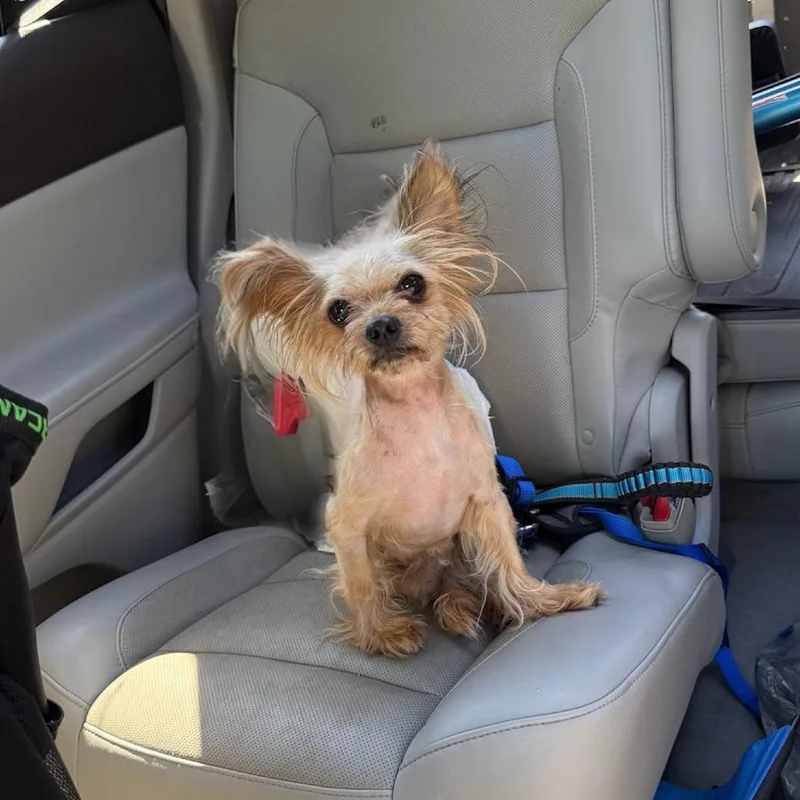 A senior small-sized male Yellow / Tan / Blond / Fawn Yorkshire Terrier dog named Chop for adoption in Austell, GA