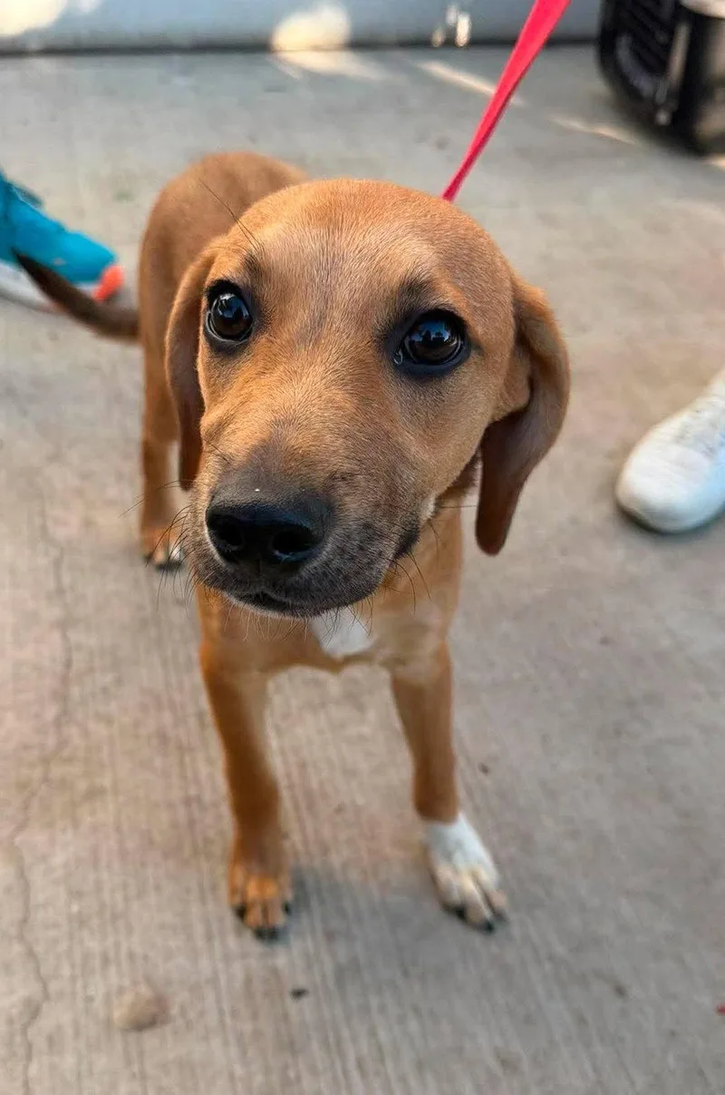 A young medium-sized male Beagle dog named Cannon for adoption in Ashville, OH