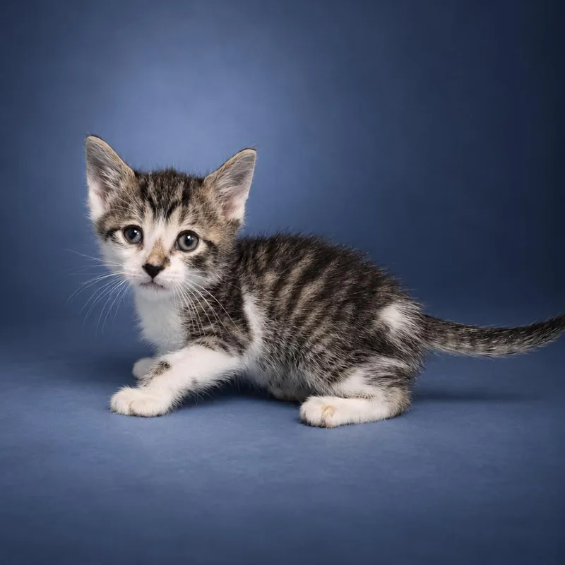 A baby extra large-sized male Domestic Short Hair cat named Cantaloupe for adoption in Newport, TN