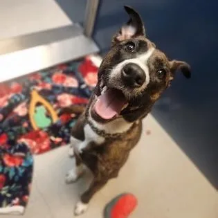 Laika