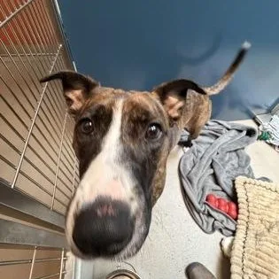 Laika thumbnail 2