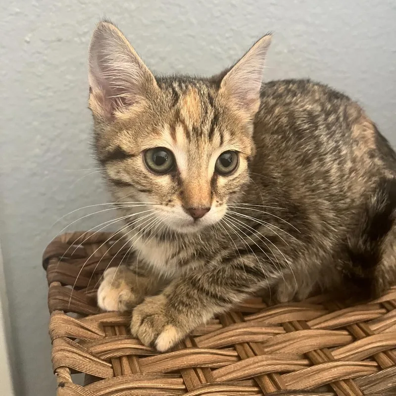 A baby small-sized female Torbie Domestic Short Hair cat named Tamale for adoption in Riverside, CA
