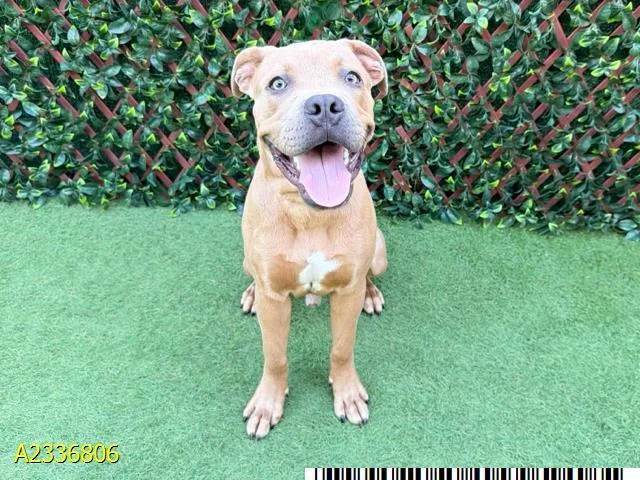 A young small-sized male Mixed Breed dog named James Dean for adoption in West Palm Beach, FL