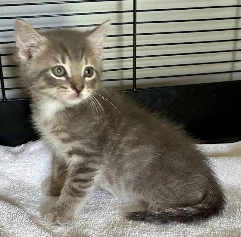 A baby small-sized male Domestic Short Hair cat named Toad for adoption in Lexington, SC