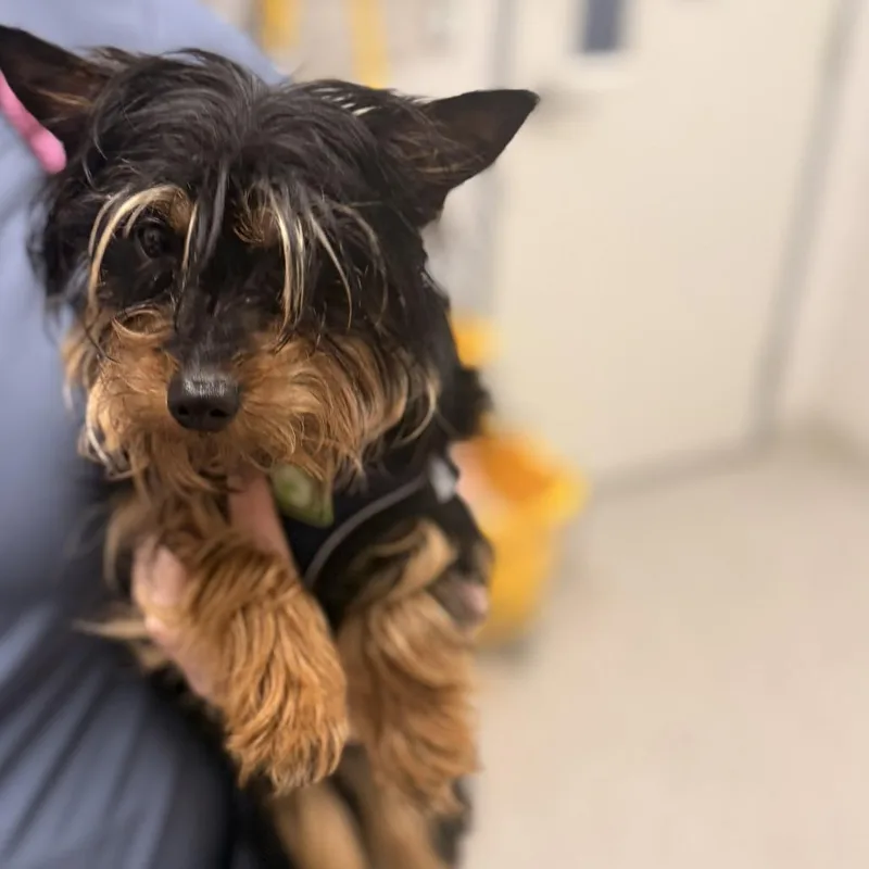 A young small-sized male Yellow / Tan / Blond / Fawn Yorkshire Terrier dog named Gazpacho for adoption in Arlington, VA