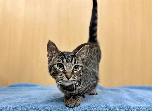 A baby medium-sized male Domestic Medium Hair cat named Jim for adoption in Saint Louis, MO