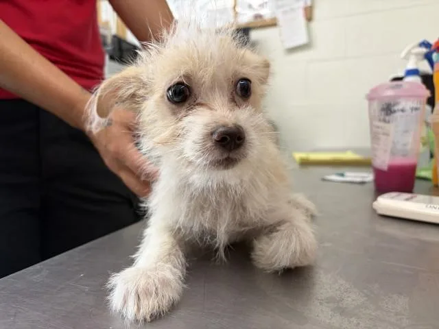 A baby small-sized male Terrier dog named Henry for adoption in San Bernardino, CA