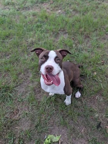 An adult medium-sized female Pit Bull Terrier dog named Zee for adoption in New Orleans, LA