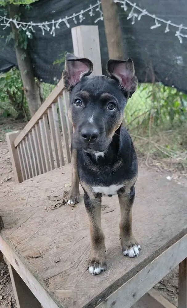 A baby medium-sized male Tricolor (Brown, Black, & White) Husky dog named Root Beer for adoption in Peoria, IL
