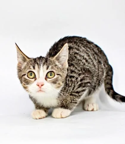A baby small-sized female Domestic Short Hair cat named Daphne for adoption in Morton Grove, IL