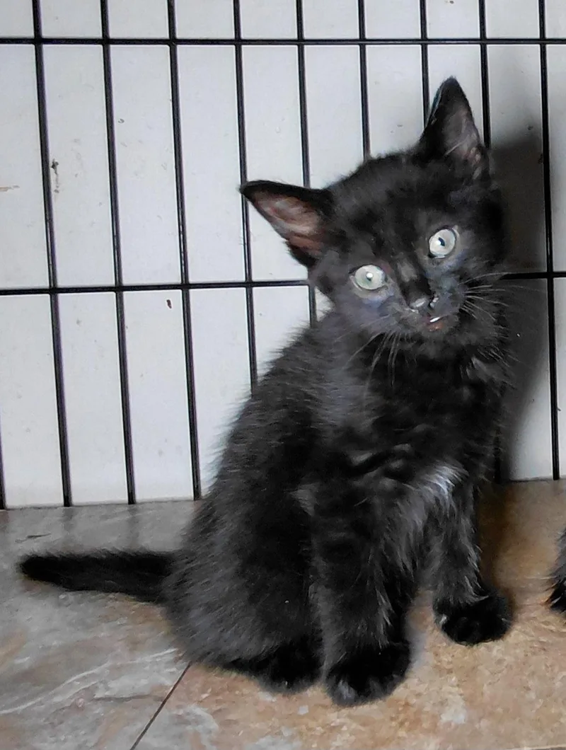 A baby large-sized female Black Domestic Short Hair cat named Babka for adoption in Bethpage, NY