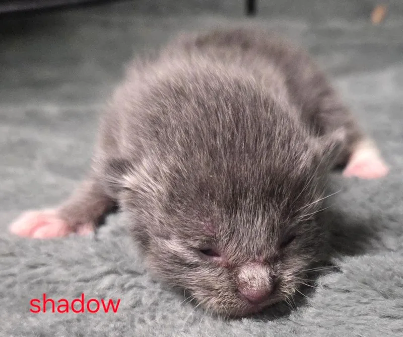 Shadow