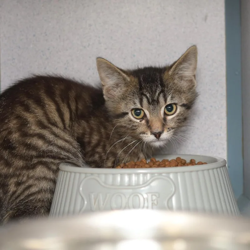 A baby small-sized male Brown / Chocolate Domestic Short Hair cat named Frequent Flyer for adoption in Evansville, IN