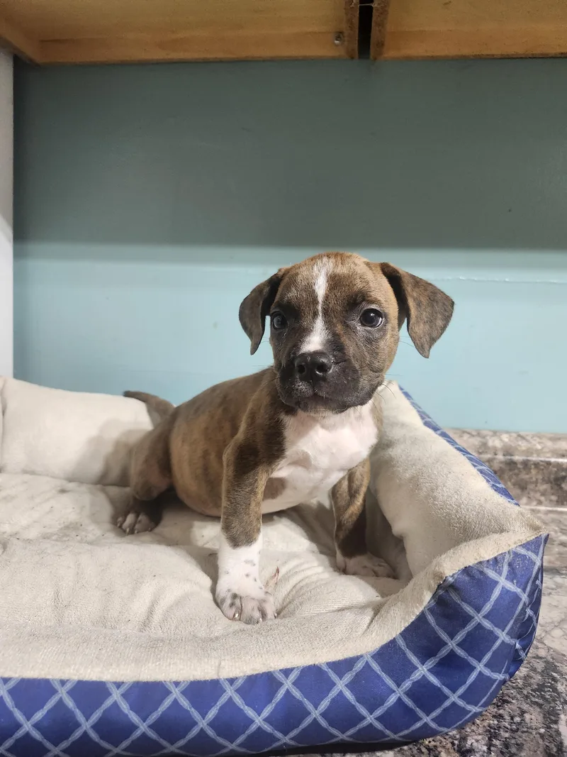 A baby medium-sized male Brindle Pit Bull Terrier dog named Wynkn for adoption in Cosby, TN
