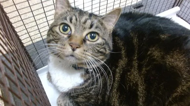 An adult small-sized female Domestic Short Hair cat named Zoey for adoption in Miami, FL