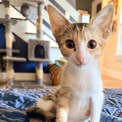 A baby small-sized female Calico Domestic Short Hair cat named Toad for adoption in Houston, TX