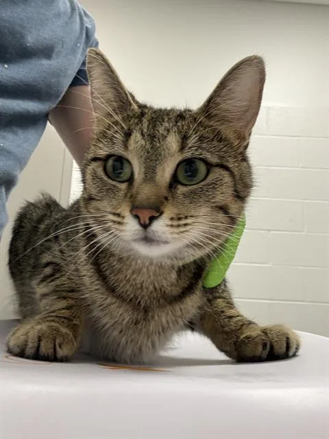 A young small-sized female Domestic Short Hair cat named Mimi for adoption in Indianapolis, IN