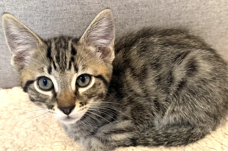 A baby medium-sized male Domestic Short Hair cat named Parsley for adoption in Othello, WA