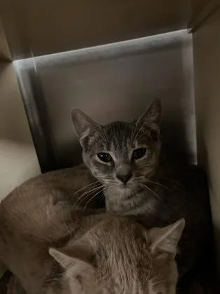 A baby medium-sized female Domestic Short Hair cat named Lulu for adoption in Picayune, MS