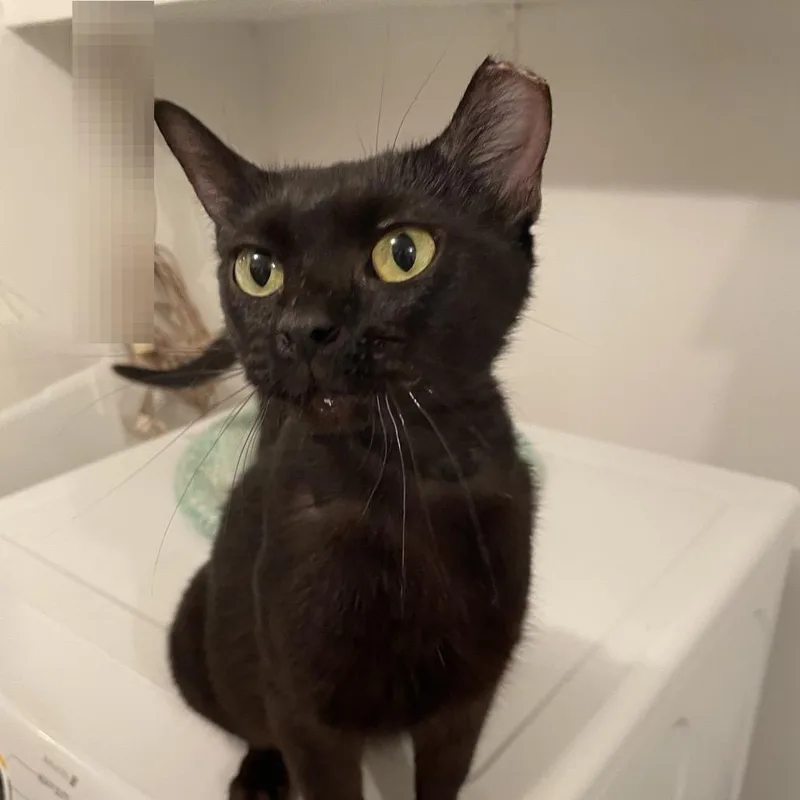 An adult small-sized female Black Domestic Short Hair cat named Mama Athena for adoption in Durham, NC