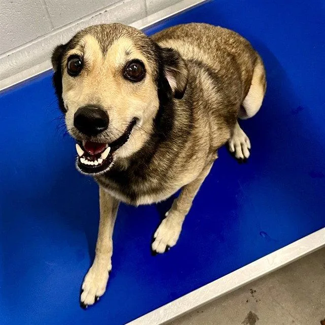 An adult medium-sized male Beagle dog named Taj for adoption in Tavares, FL