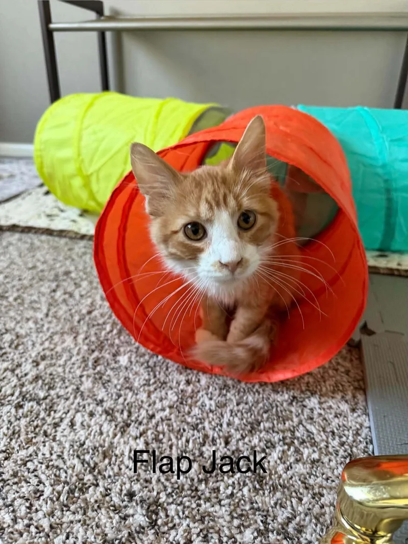 A baby medium-sized male Tabby (Orange / Red) Tabby cat named Flap Jack for adoption in Omaha, NE