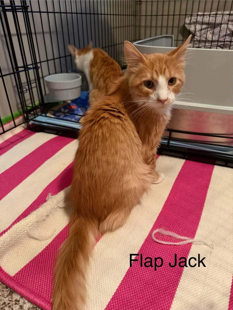 Flap Jack thumbnail 2