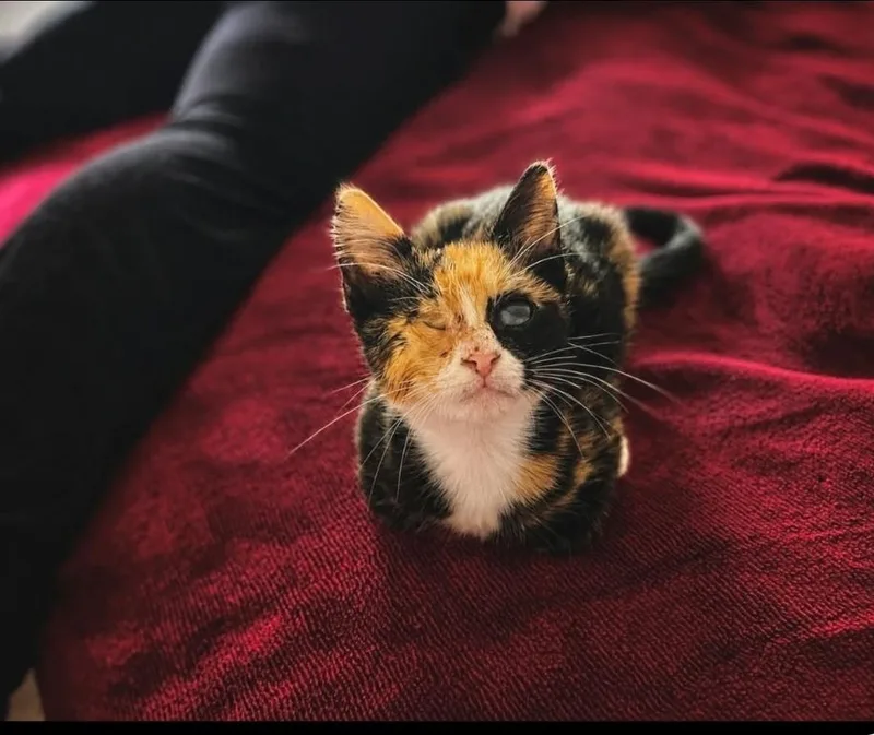 A baby small-sized female Domestic Short Hair cat named Helen for adoption in Randolph, AL