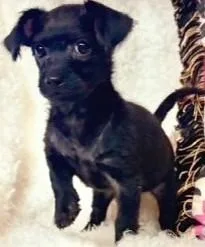 A baby small-sized female Black Terrier dog named Boo Boo for adoption in fort worth, TX