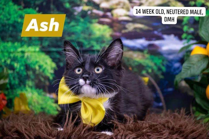 Ash
