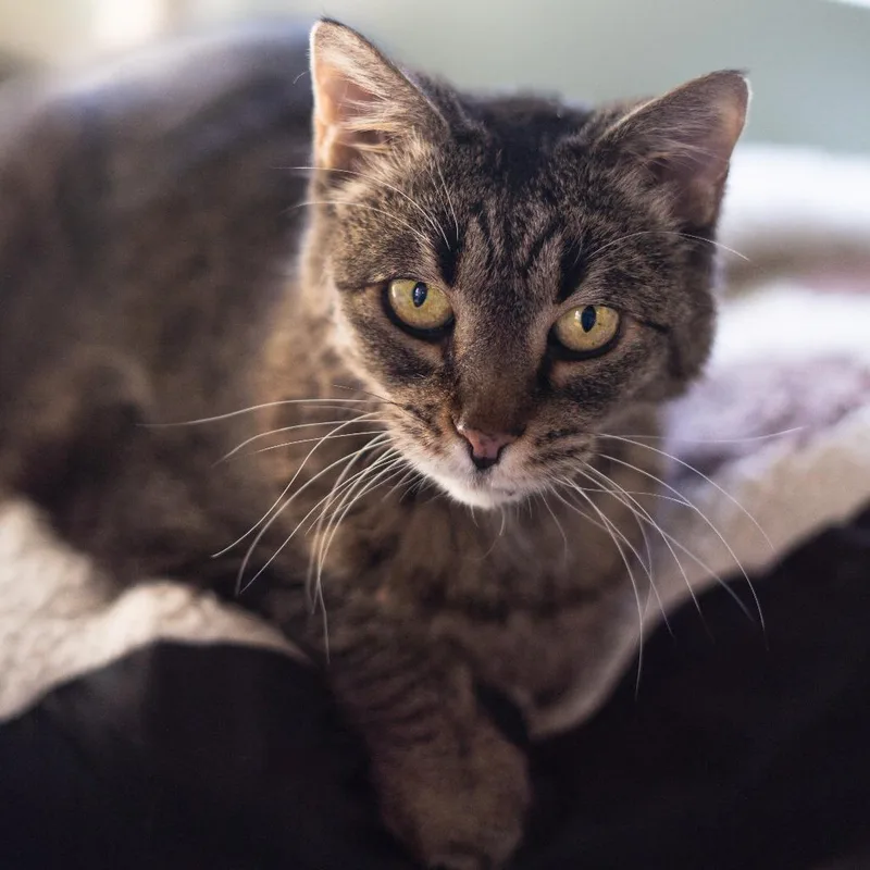 A senior medium-sized male Brown / Chocolate Domestic Short Hair cat named Franklin for adoption in Lakewood, CO