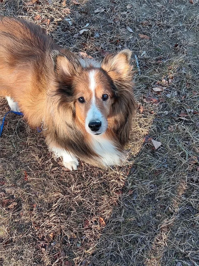 An adult medium-sized male Sable Shetland Sheepdog / Sheltie dog named Gio for adoption in New Castle, PA