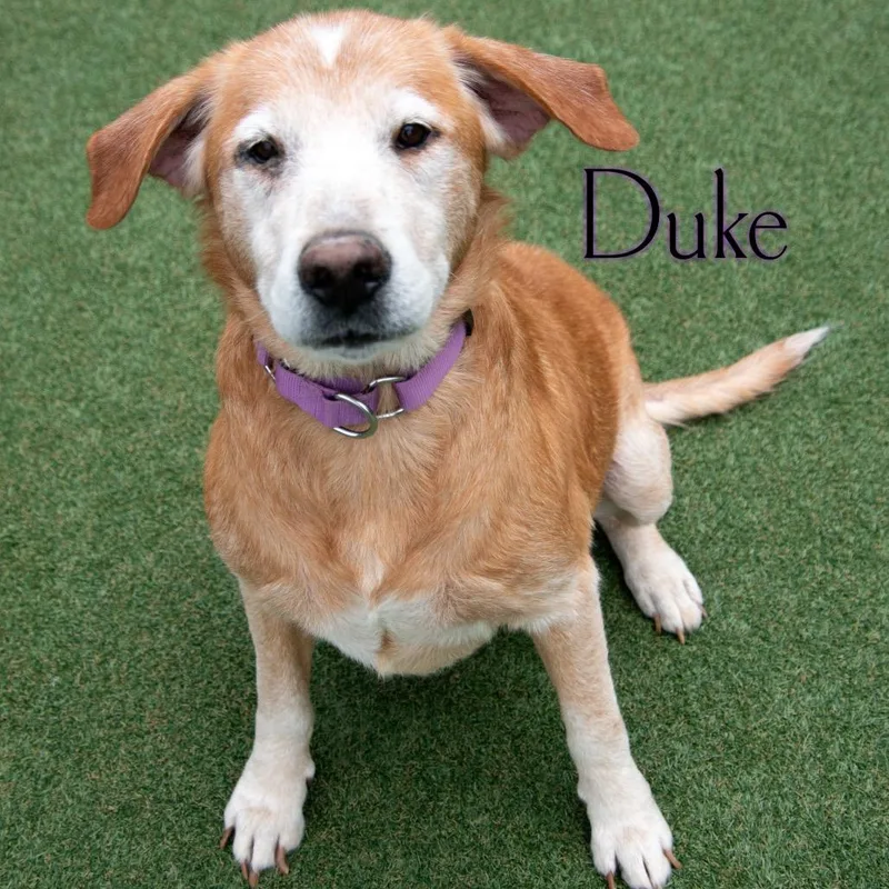 Duke