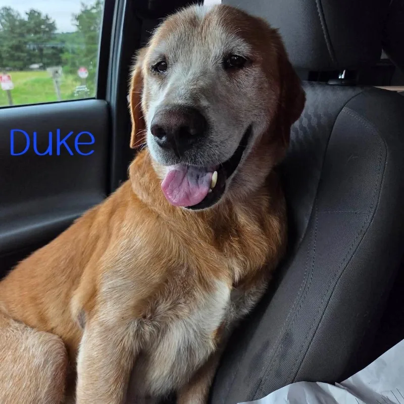 Duke thumbnail 3