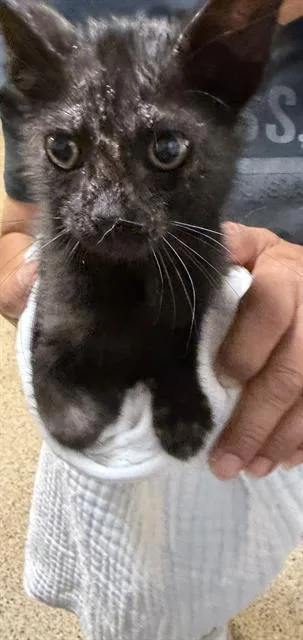 A baby small-sized male Domestic Short Hair cat named Mango for adoption in Miami, FL