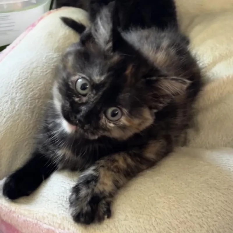 Sugar Glider thumbnail 2