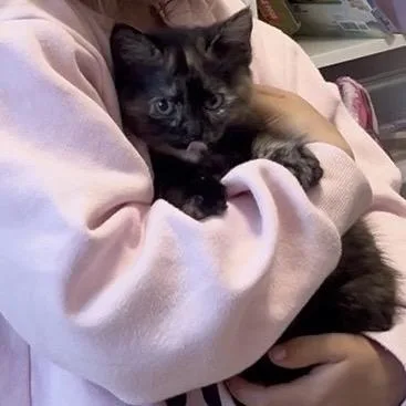 Sugar Glider thumbnail 3