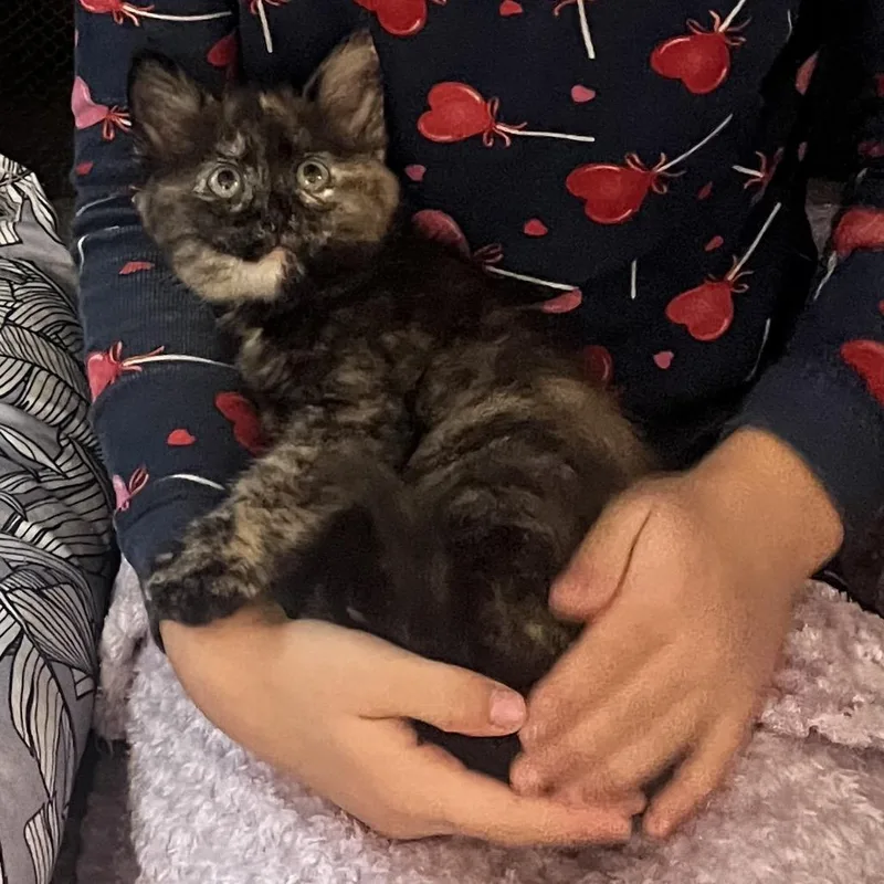 Sugar Glider thumbnail 4