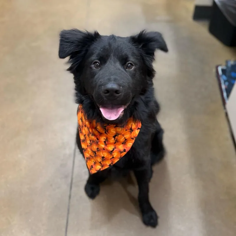 A young small-sized male Black Shar-Pei dog named Sulley for adoption in Riverside, CA