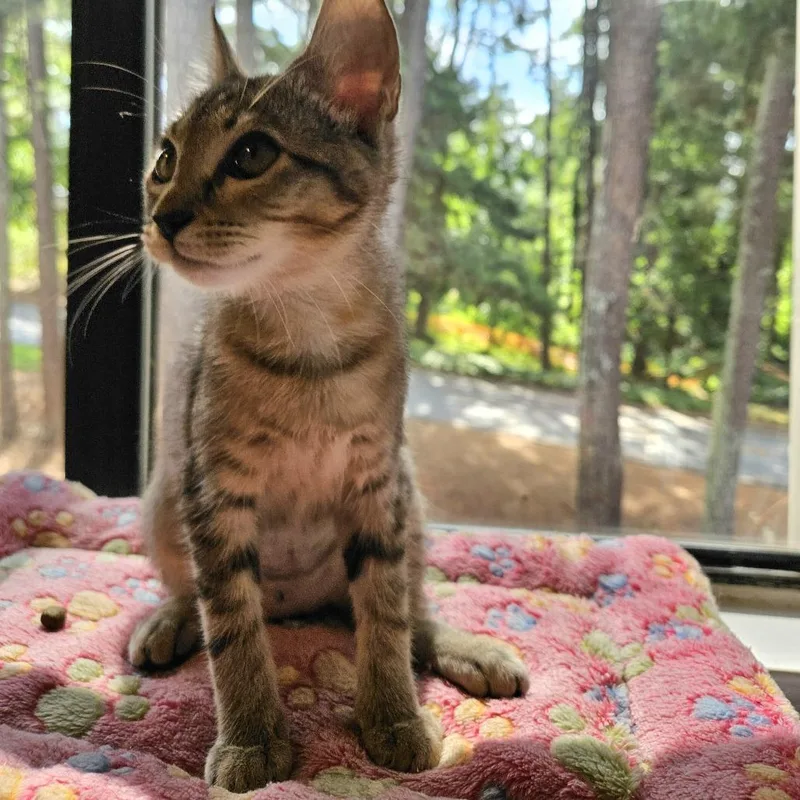 A baby small-sized female Brown / Chocolate Domestic Short Hair cat named Tippy for adoption in Roswell, GA