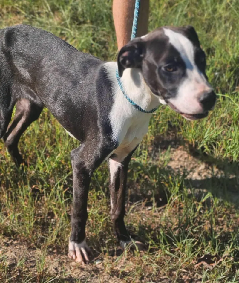 A young medium-sized male Black Mountain Cur dog named Venice for adoption in Fort Payne, AL