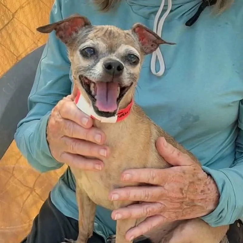 A senior small-sized female Chihuahua dog named Fawn for adoption in Marana, AZ