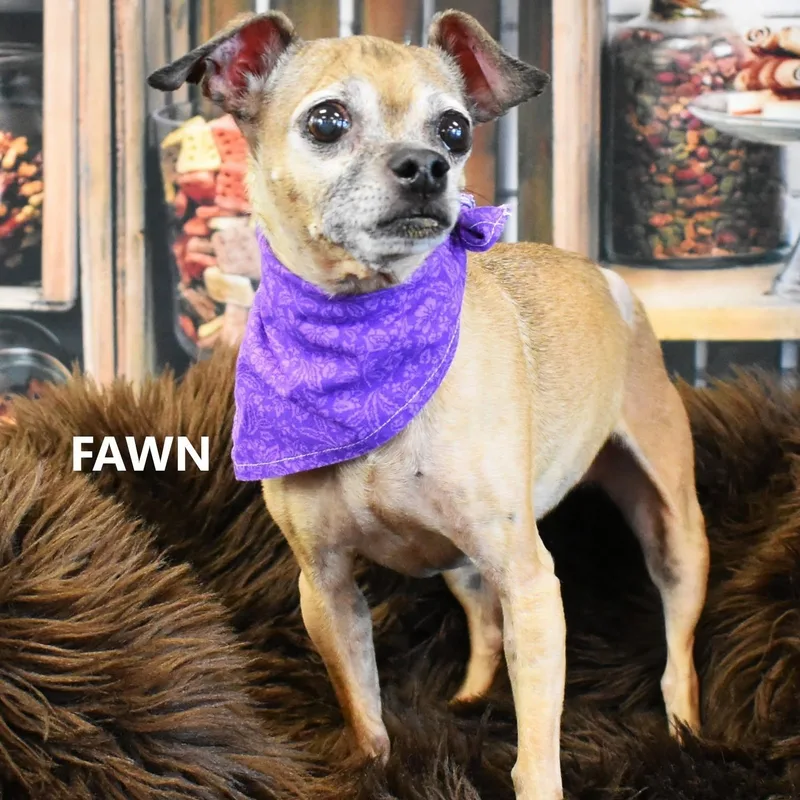 Fawn thumbnail 3