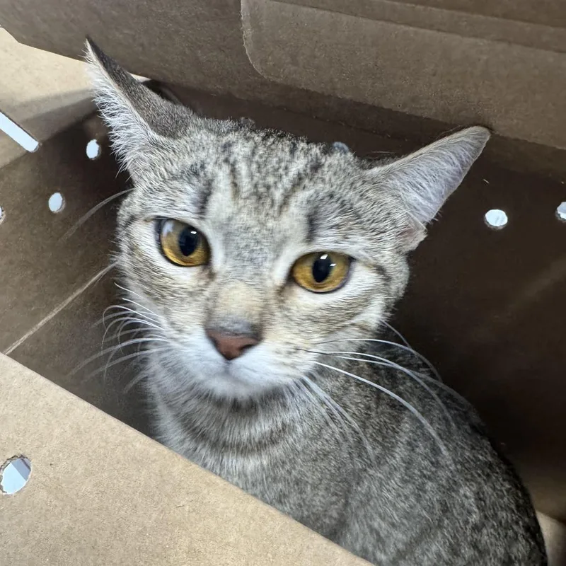 A young medium-sized female Domestic Short Hair cat named Kiou for adoption in Newark, NJ