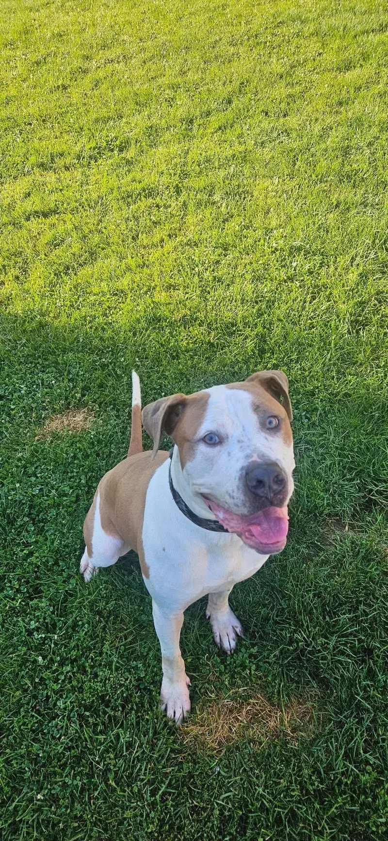 A young large-sized male Tricolor (Brown, Black, & White) Mixed Breed dog named Bash for adoption in Monroeville, PA