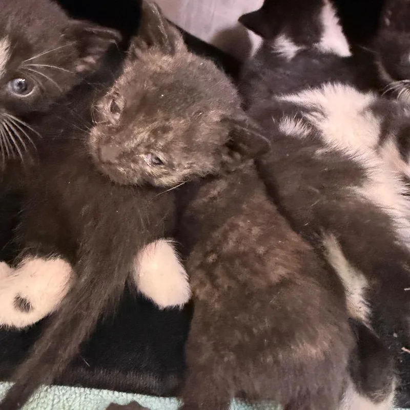 A baby small-sized female Domestic Short Hair cat named "Turquoise" for adoption in Perkiomenville, PA