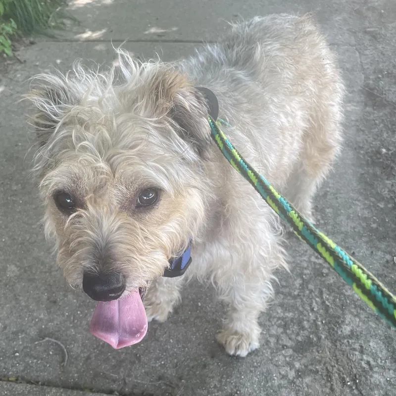 A senior medium-sized male Gray / Blue / Silver Terrier dog named Kent for adoption in Normal, IL